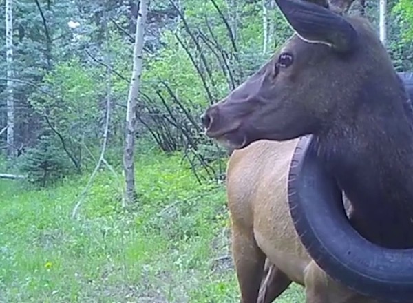 Jeleń dwa lata chodził z oponą na szyi. Ważyła 16 kg