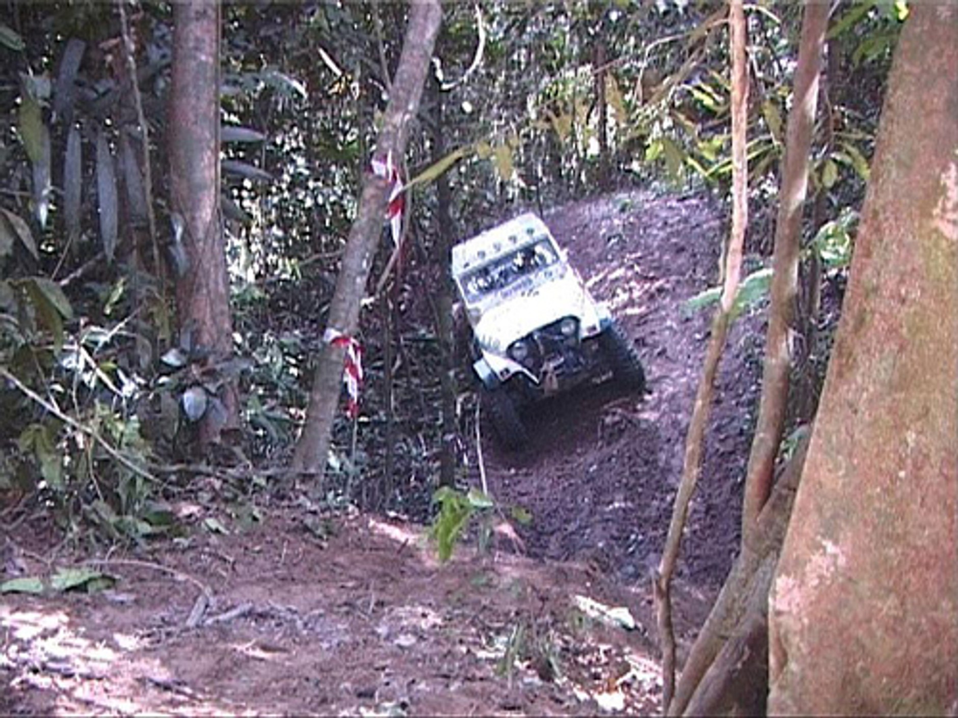 Rainforest Challenge