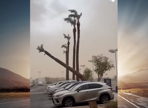 Ogromna palma przewraca się na parking pełen samochodów "Oh, no!" [WIDEO]