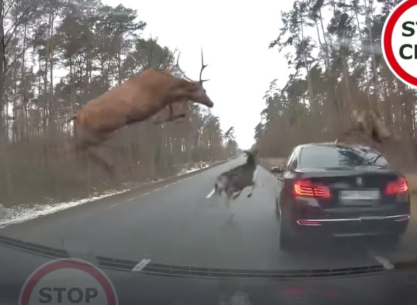 Stado zwierząt na drodze – jak się zachować, kto płaci za szkodę?