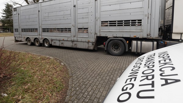 ITD skontrolowała transport świń. Kluczowy okazał się brak kilku elementów