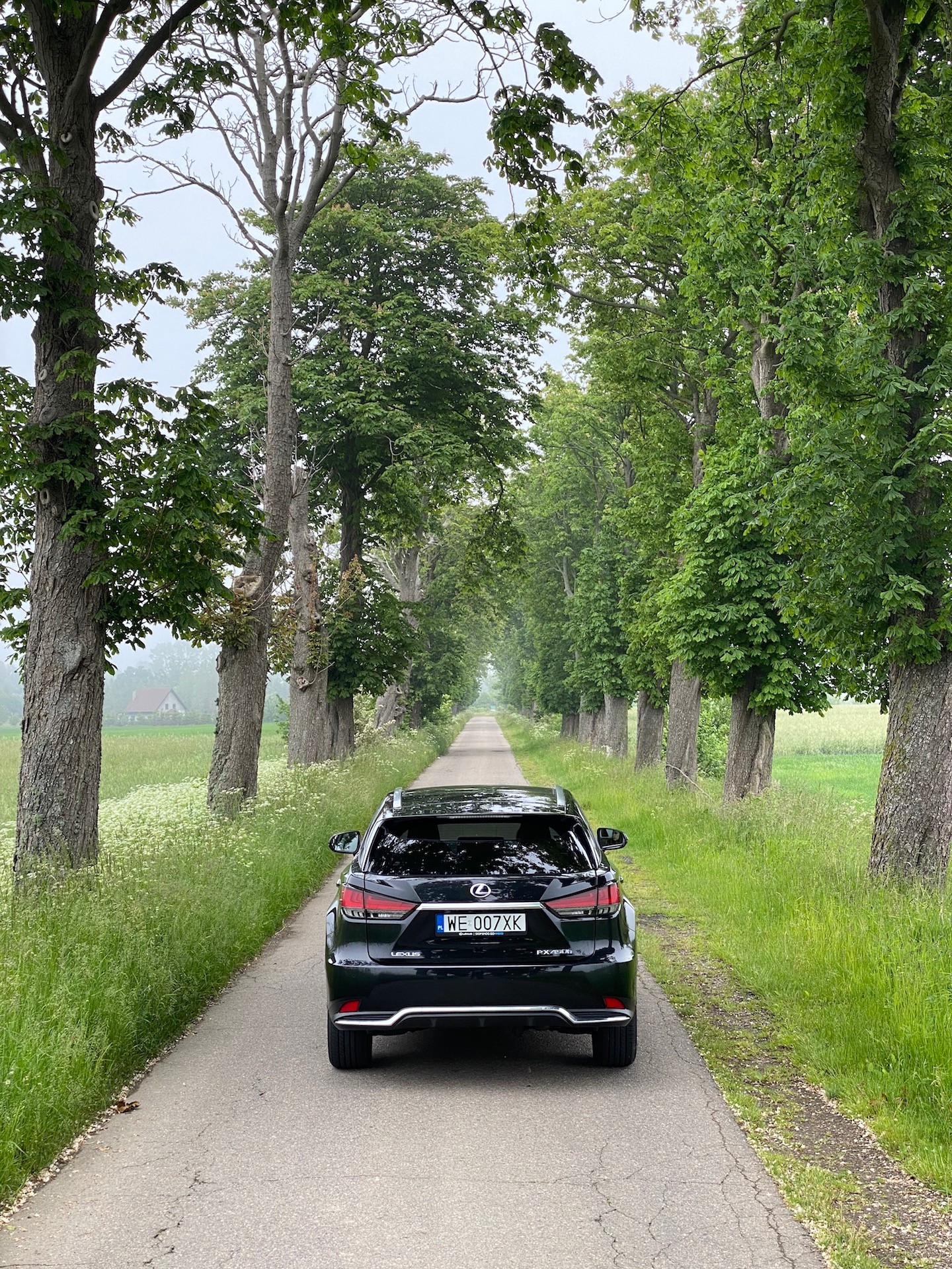 Drogi w alejach wiekowych drzew – malowniczy element krajobrazu Pomorza. Warto zwolnić i chłonąć to piękno.