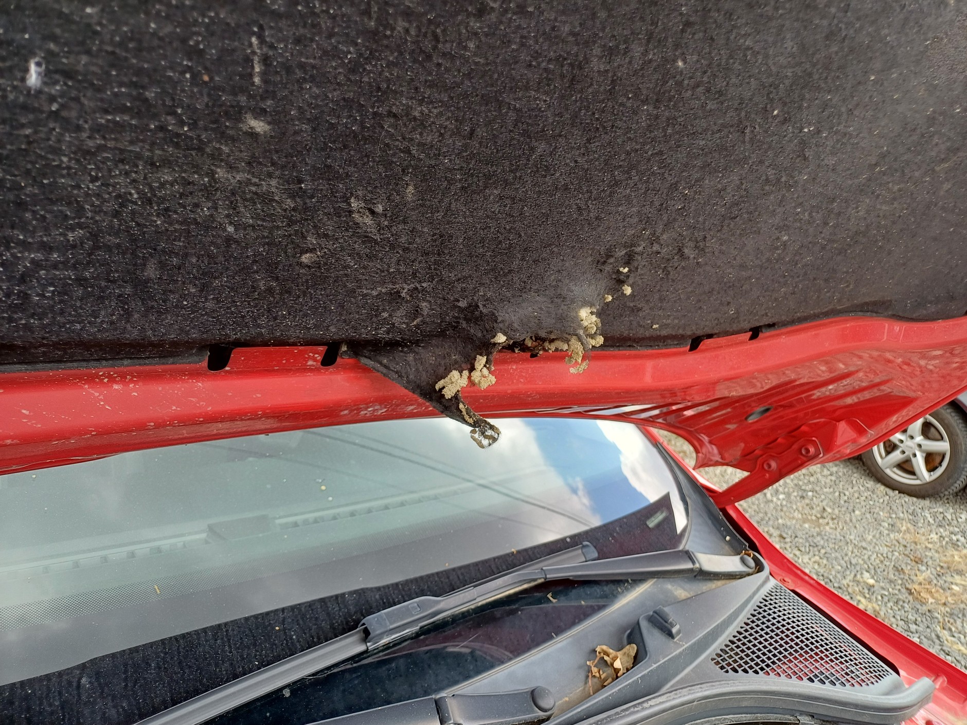 Skoda Octavia z ogłoszenia