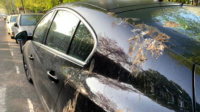 Ptasie kupy na lakierze