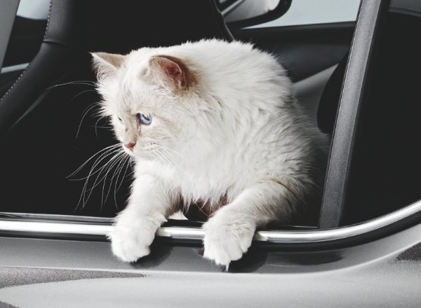 Opel Corsa - koci kalendarz