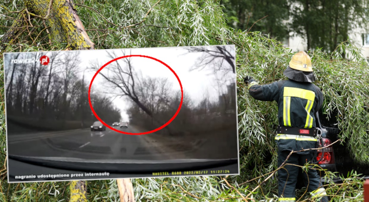 Pokazał, jak drzewo spada na jadący samochód. Przerażające nagranie z Poznania [WIDEO]