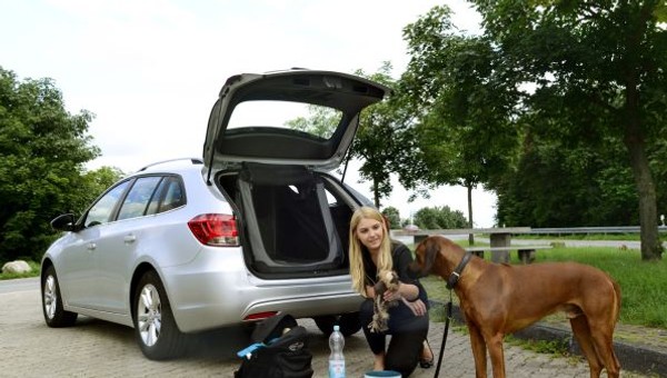 Podróżuj bezpiecznie ze zwierzakiem