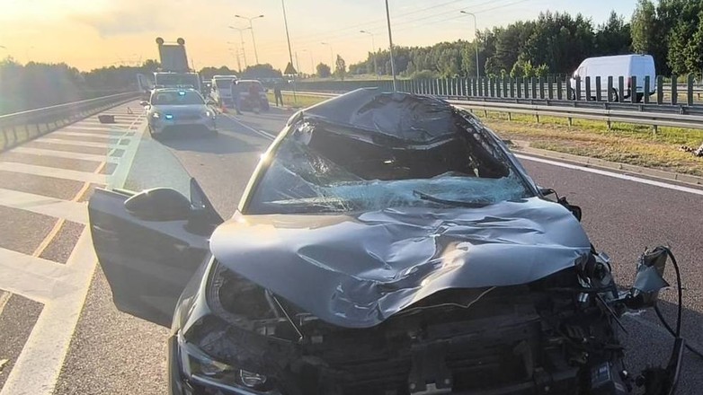 Osobowy peugeot po zderzeniu z łosiem