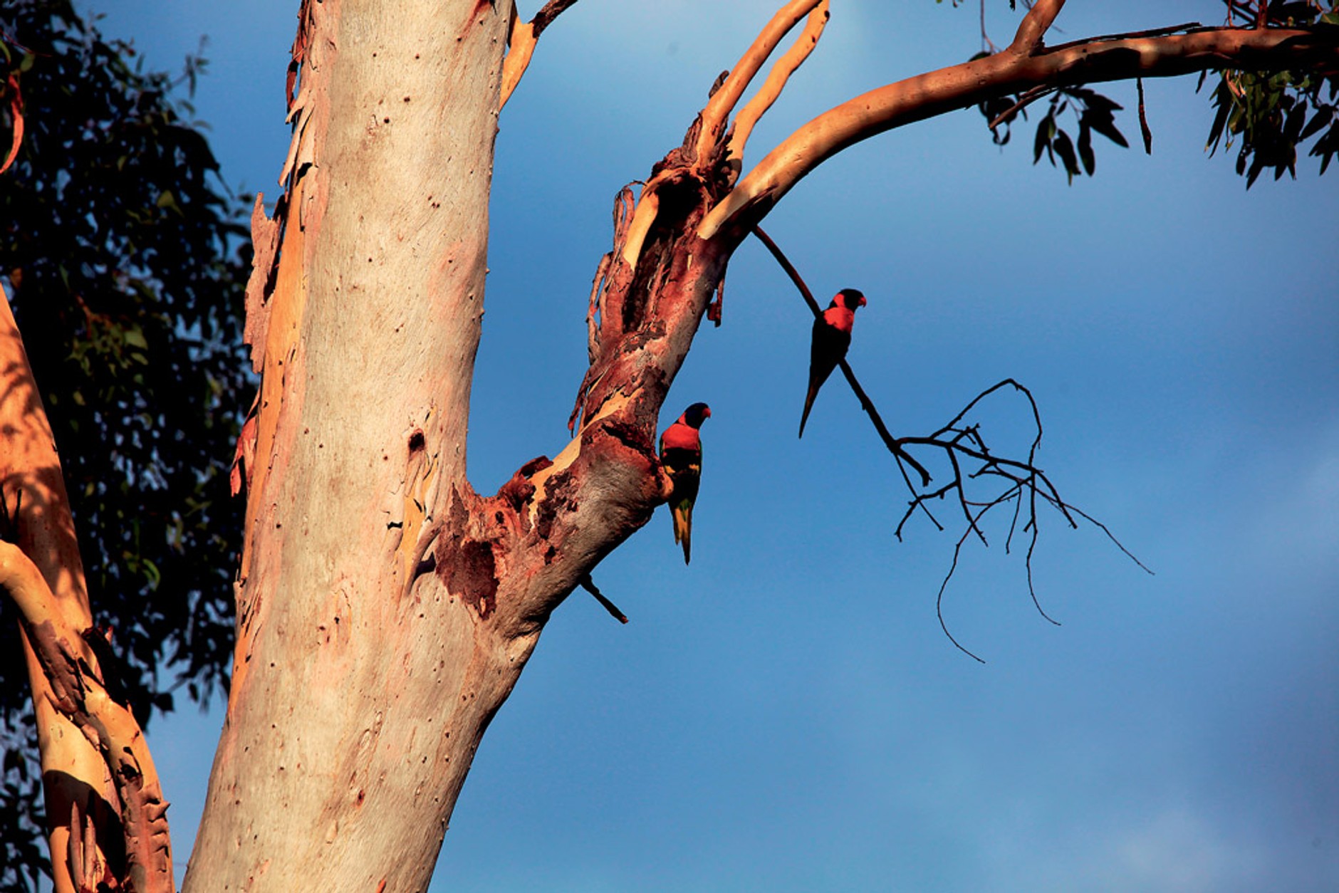 Toyotą Hilux po Australii: Antek i Karol w krainie kangurów