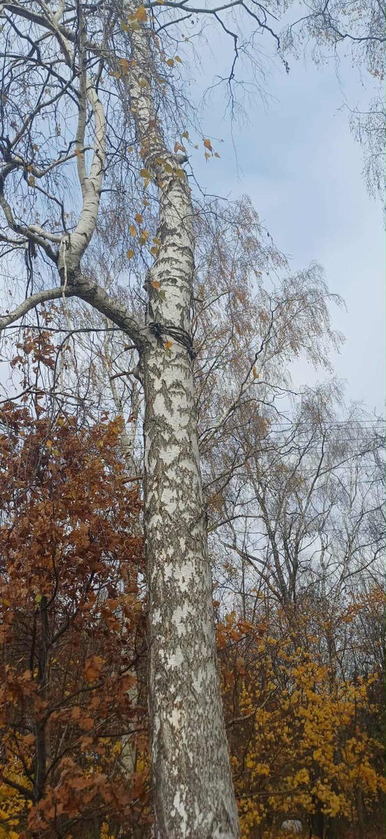 Fragment stalowej liny na drzewie