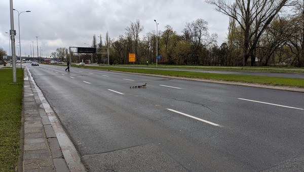 Nietypowi goście na Wisłostradzie. Trzeba było wstrzymać ruch
