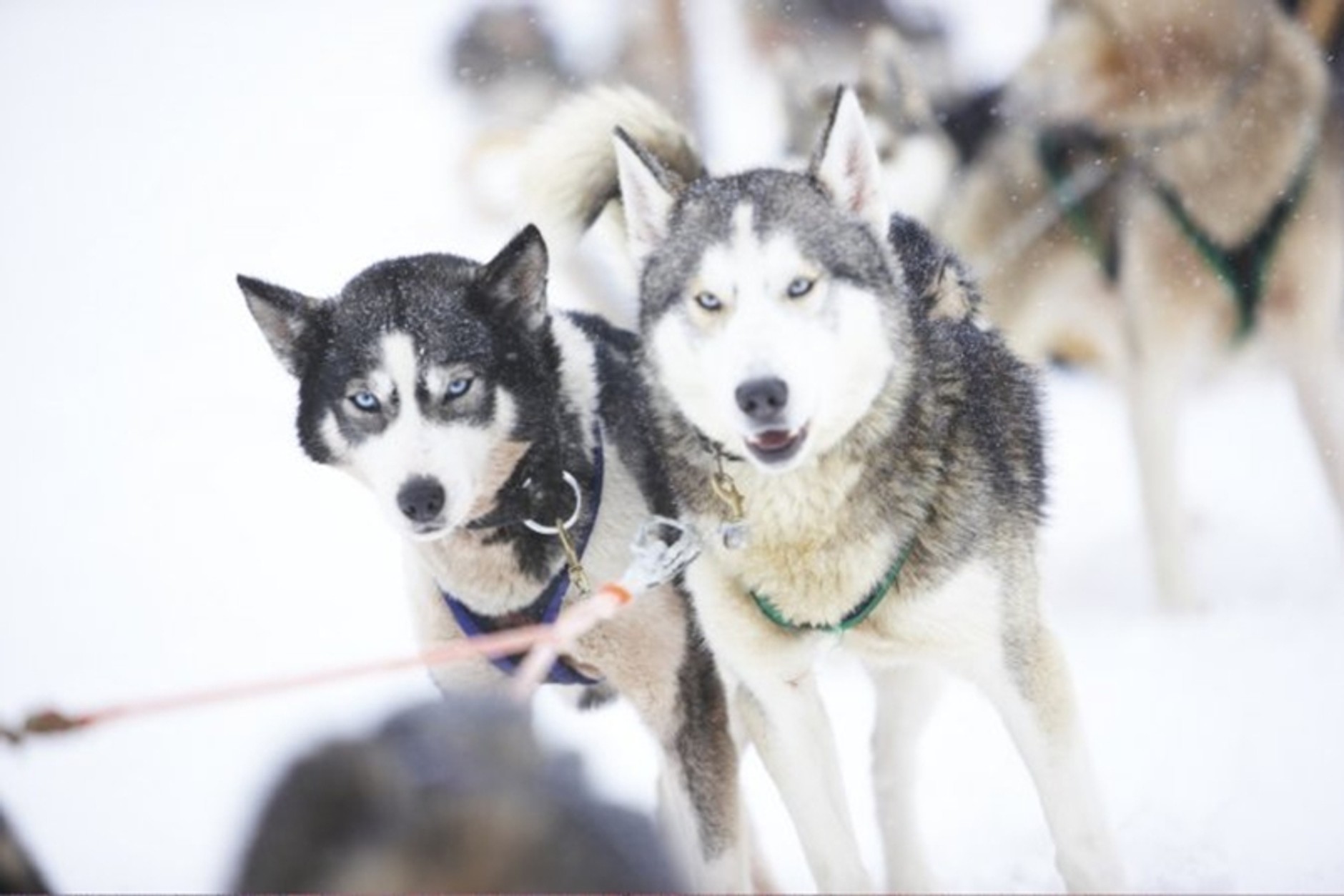 Nie macie pomysłu na ferie zimowe? Ja mam, jadę z Bentleyem