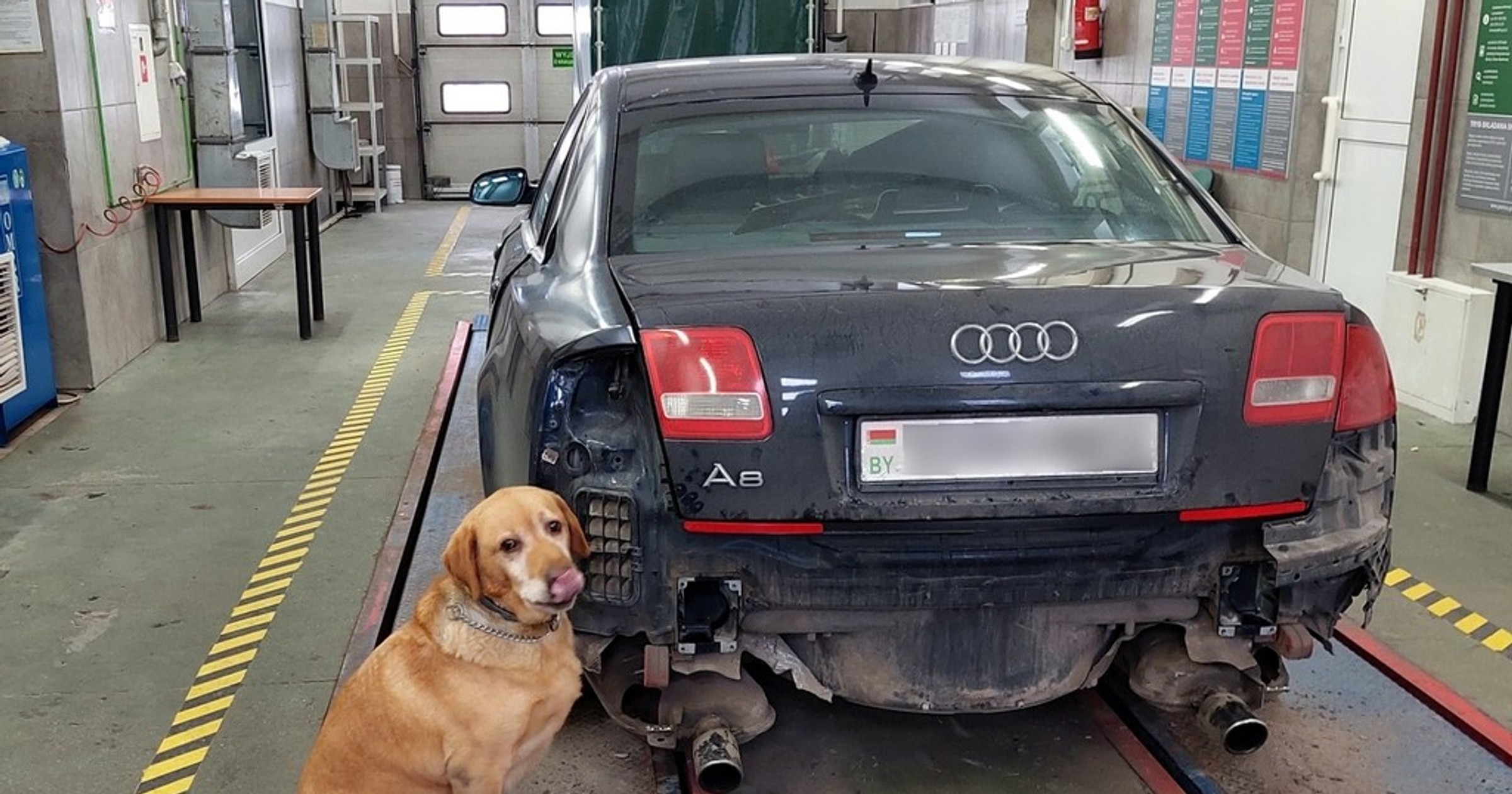 Labrador pomógł wykryć nielegalne papierosy