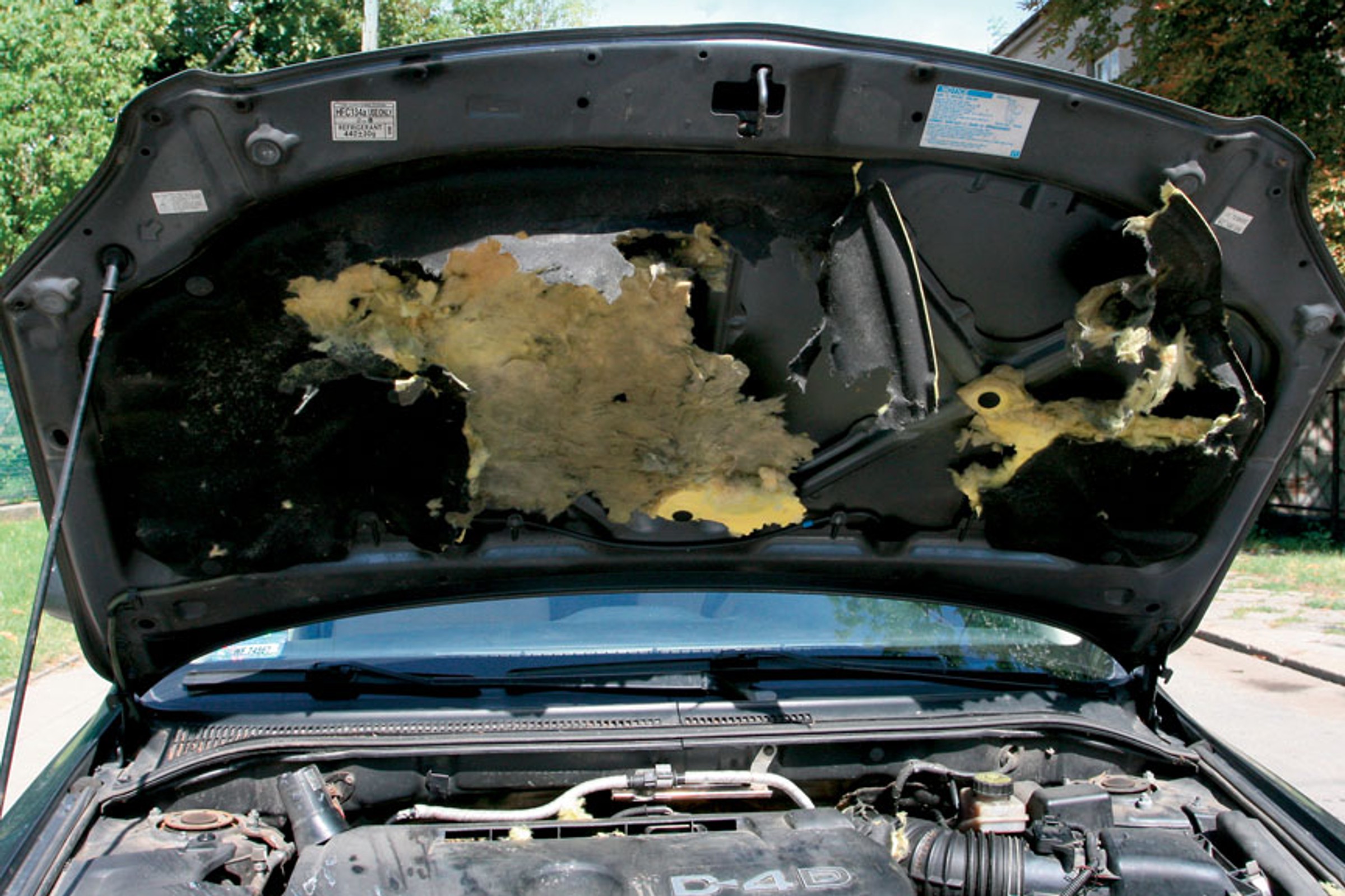 Pojawiają się pod maskami i niszczą auta. Łatwo można je odstraszyć