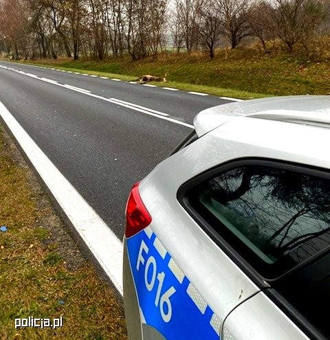 Jeleń po kolizji z samochodem