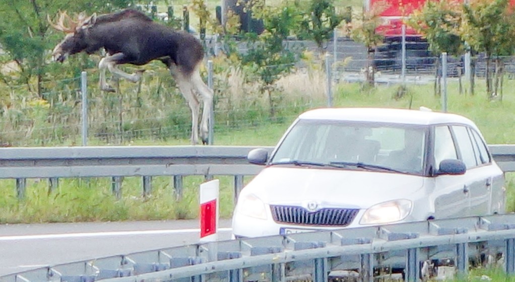 Jak uniknąć zderzenia ze zwierzęciem?