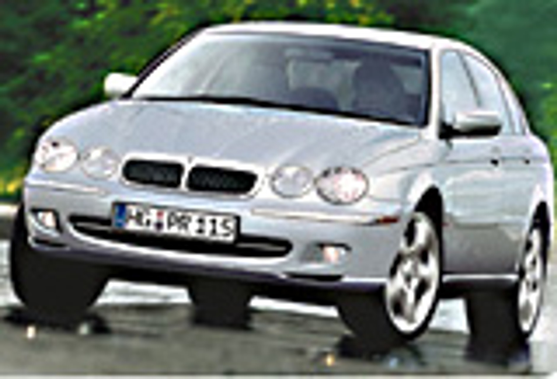 Drapieżnik gotowy do skoku