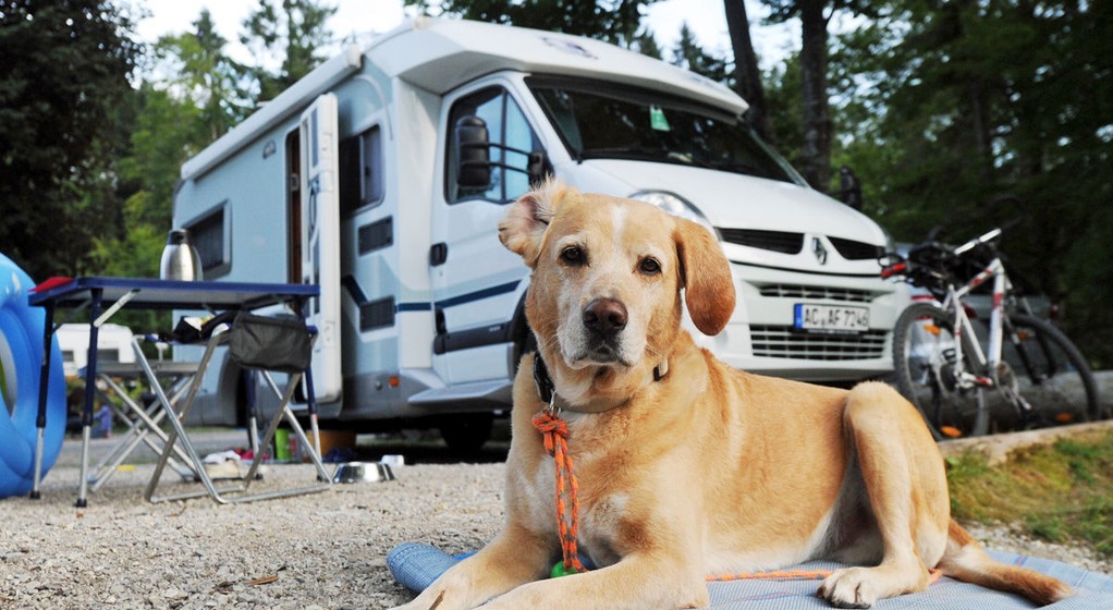 Na kemping z psem