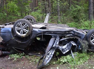 Zwierzę na drodze: omijać czy tylko hamować?