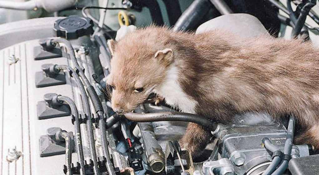 Jak chronić kable wysokiego napięcia przed gryzoniami?