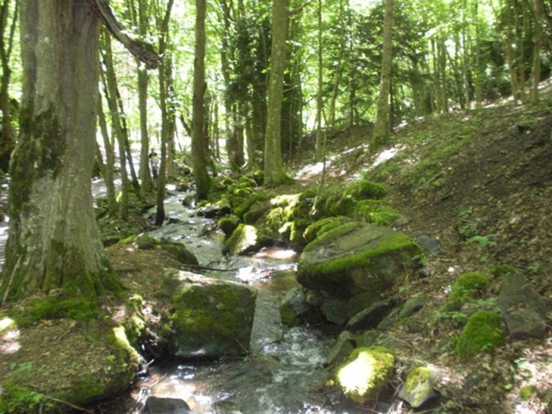 Gruzja 2011 - Galeria