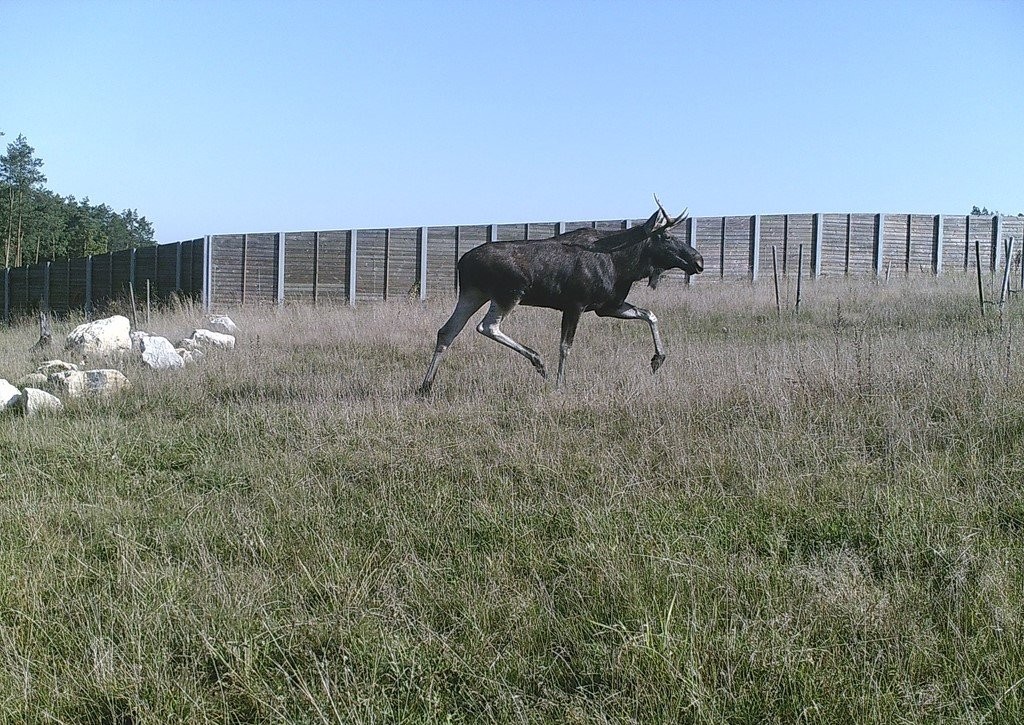 Łoś na przejściu dla zwierząt nad S7 Chęciny - Jędrzejów