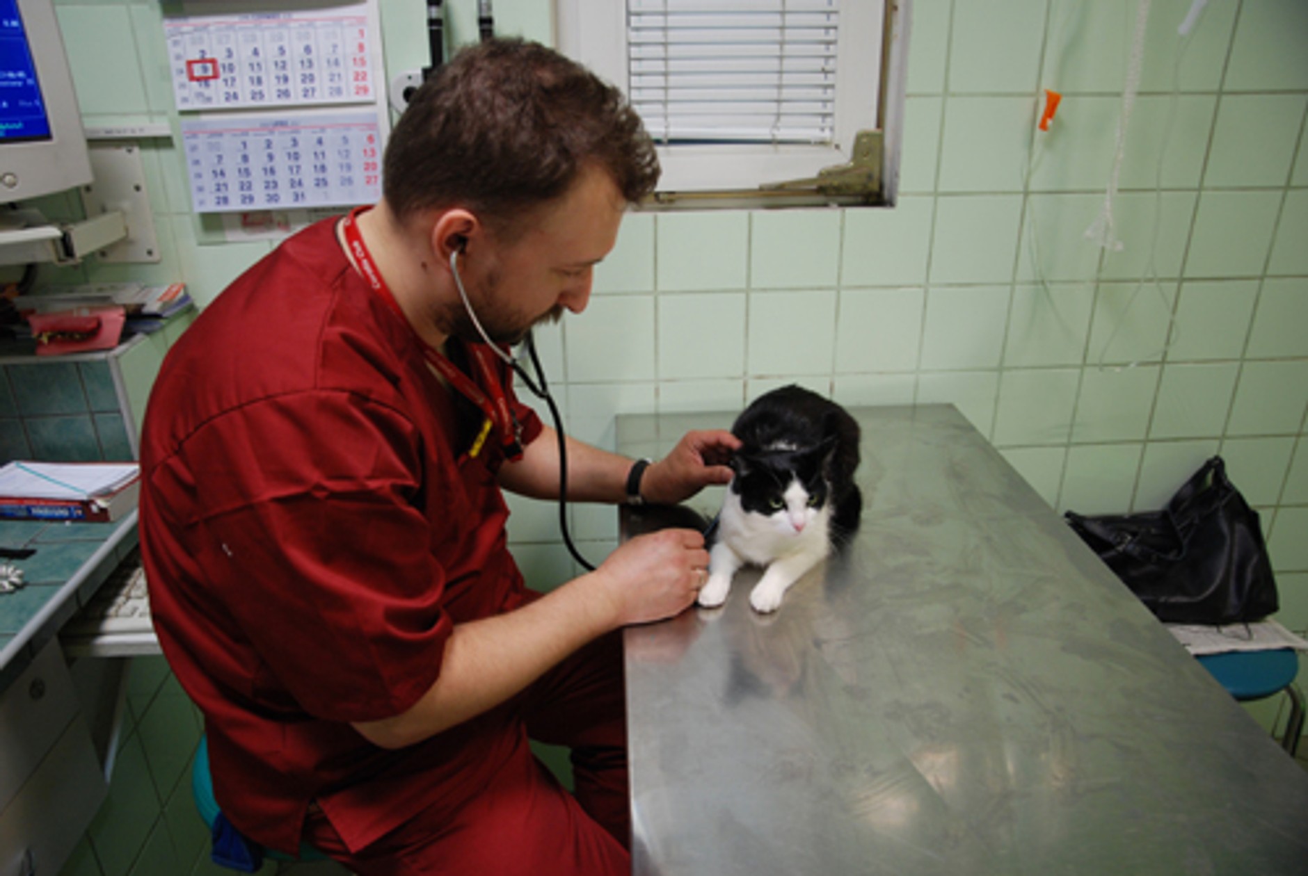 Jak wyrobić paszport dla zwierzaka?