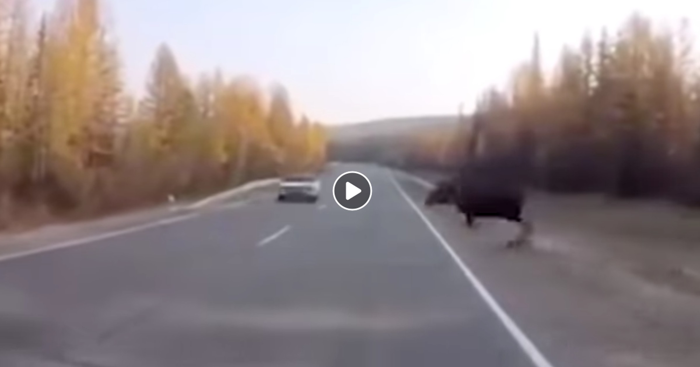 Przebiegający przez jezdnię łoś cudem nie trafił w auto