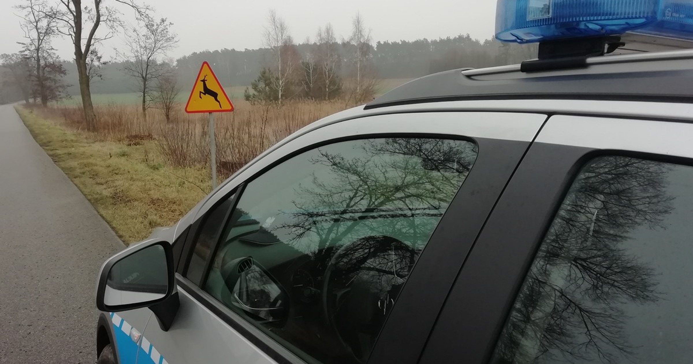 Serie potrąceń dzików i sarny na drogach w Rawie Mazowieckiej