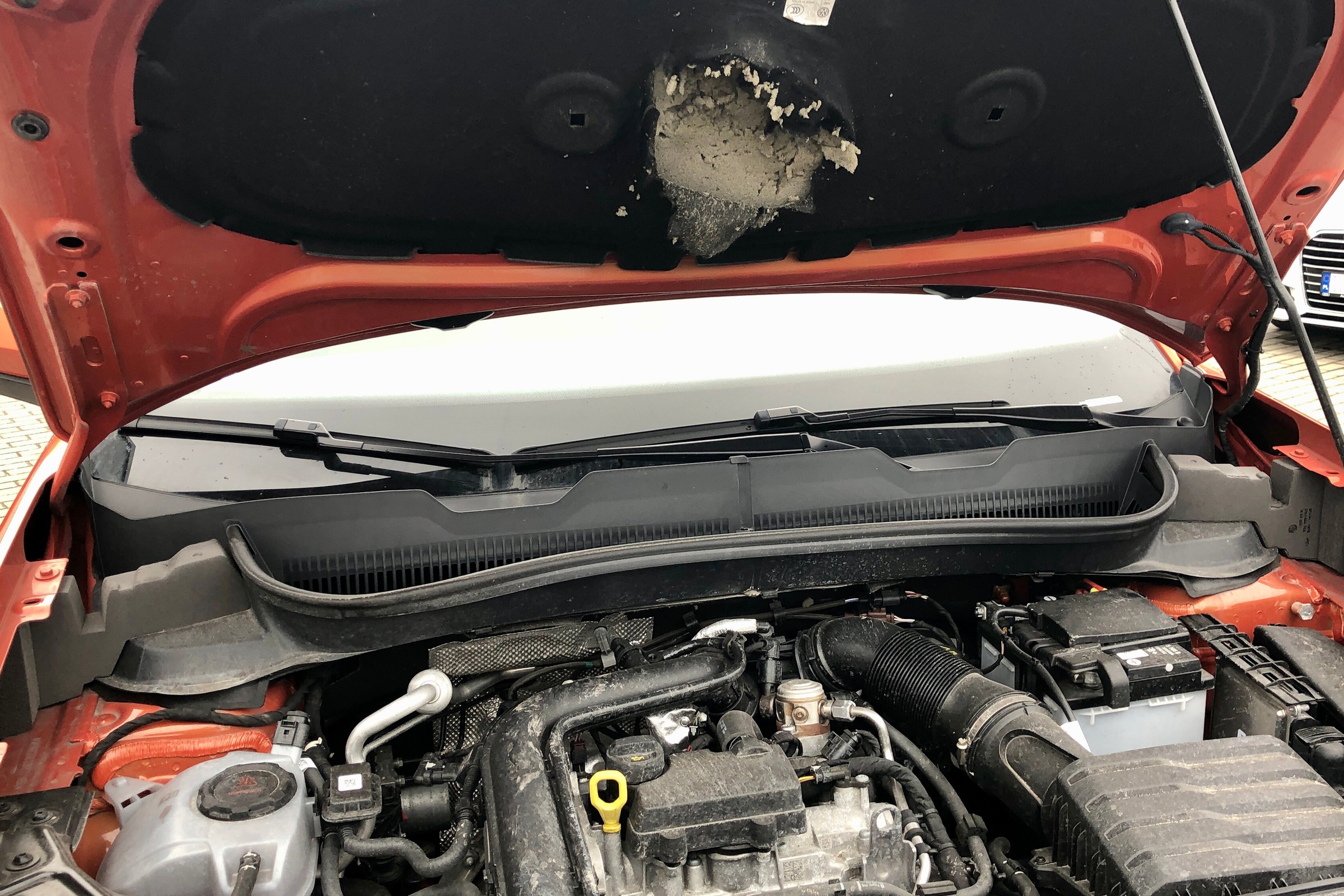 Kiedyś były problemem Niemców, dziś są i naszym. Kuny coraz częściej niszczą nasze auta