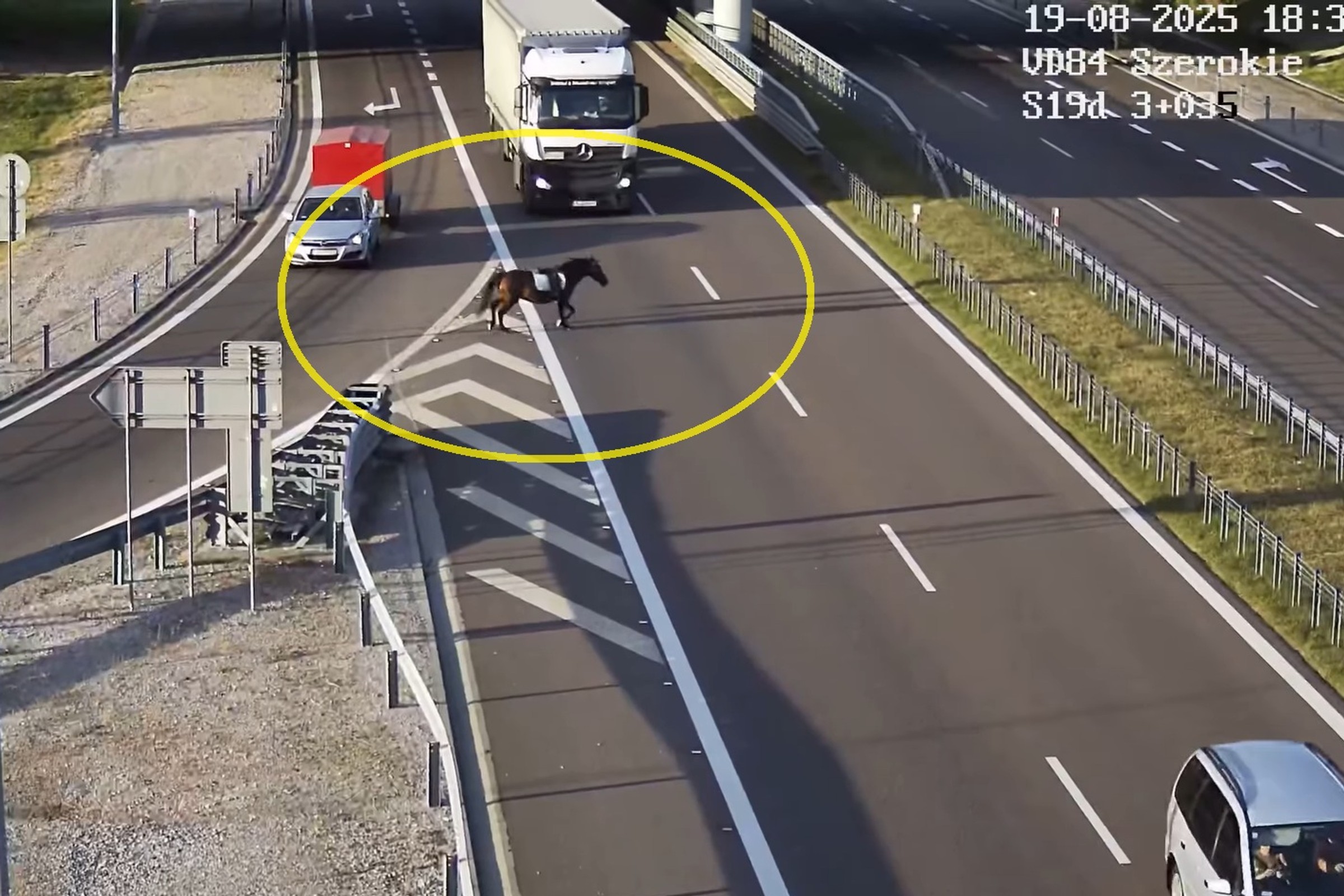 Koń bez jeźdźca nagle wybiegł na drogę S19. To nagranie mrozi krew w żyłach