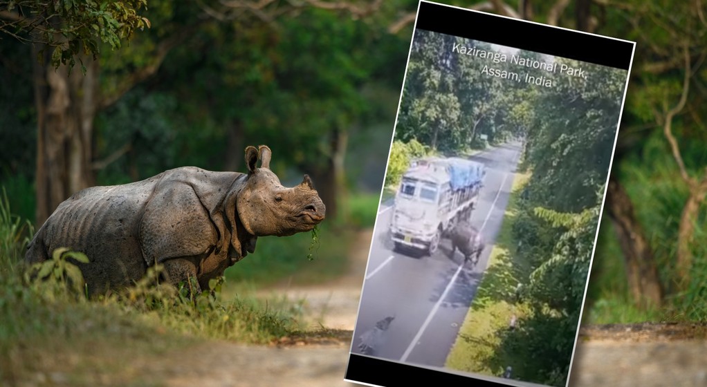 Nosorożec Kaziranga