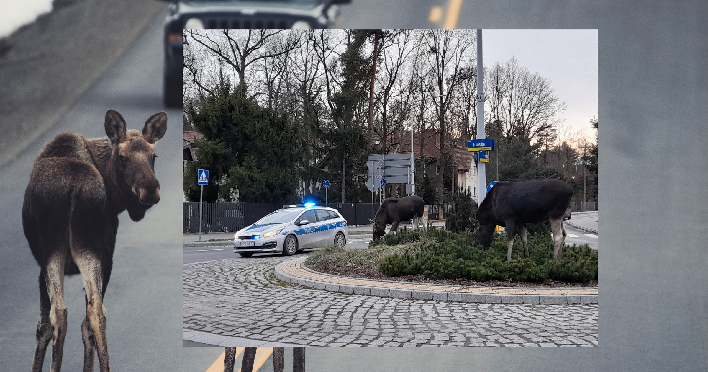 Łosie na rondzie łosia w Izabelinie