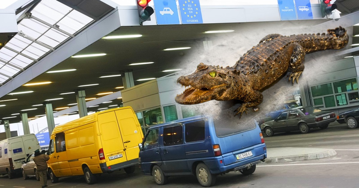 Obywatel Ukrainy zgłosił się do kontroli granicznej z krokodylem