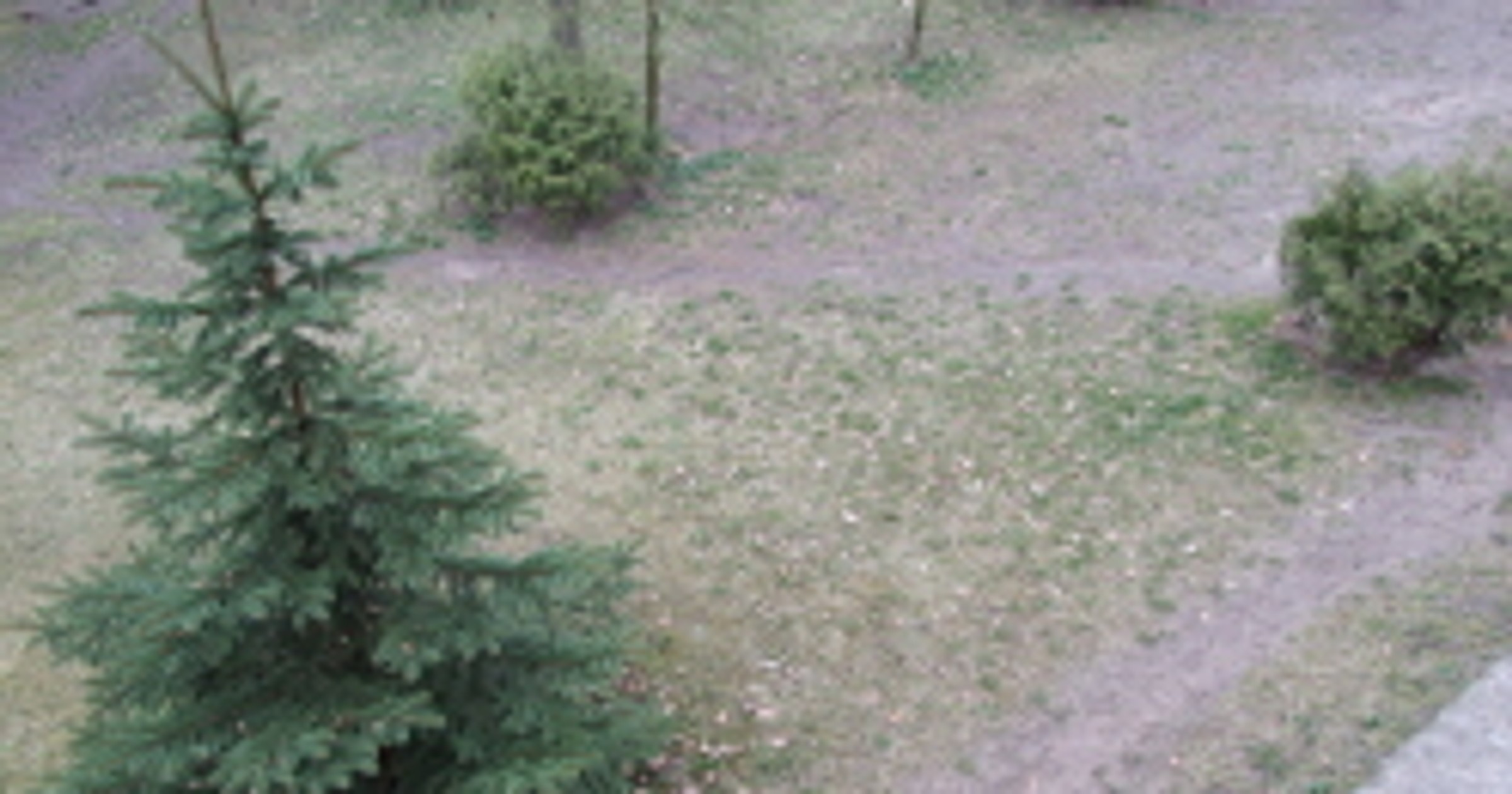 Posadzą drzewa na torze <Poznań>