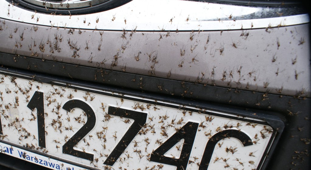 Owady wbite w lakier nie tylko fatalnie wyglądają – z czasem pozostawiają na lakierze trwałe ślady