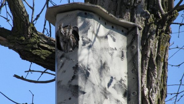 Chevrolet Volt jest przyjazny dla środowiska