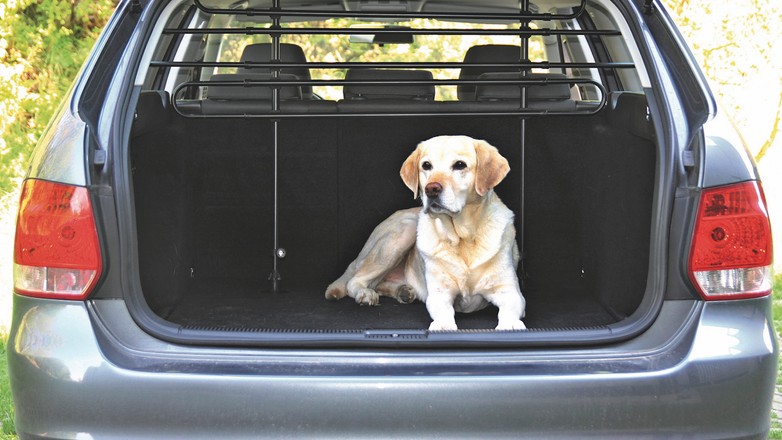 Jak przewozić w aucie psy i koty?