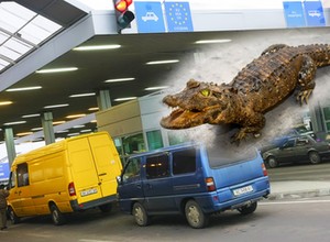 Straż Graniczna zarekwirowała Ukraińcowi nietypowy okaz. Mężczyźnie grozi więzienie