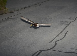 To zdjęcie z fotoradaru obiega cały świat. Okazało się, że to kaczor-recydywista
