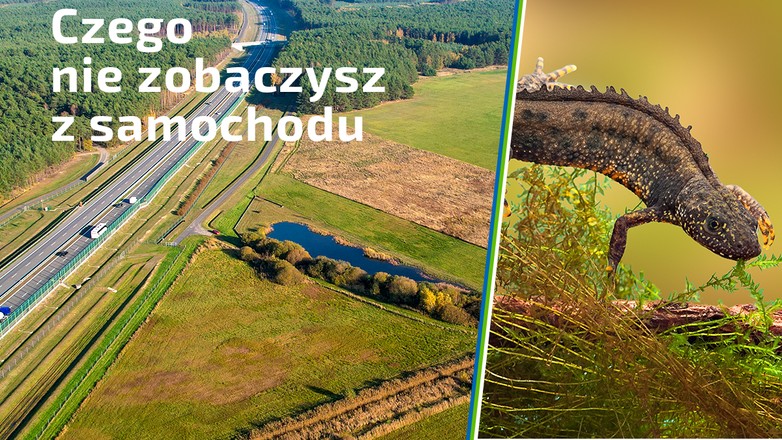 Traszki grzebieniaste chętnie korzystają z przepustów pod koncesyjnym odcinkiem autostrady A2