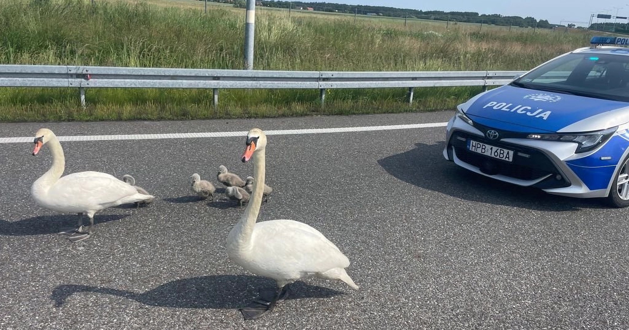 Policjanci uratowali łabędzie na drodze S8