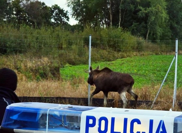 Nietypowy pościg na S11. Intruz poszedł na współpracę z policją