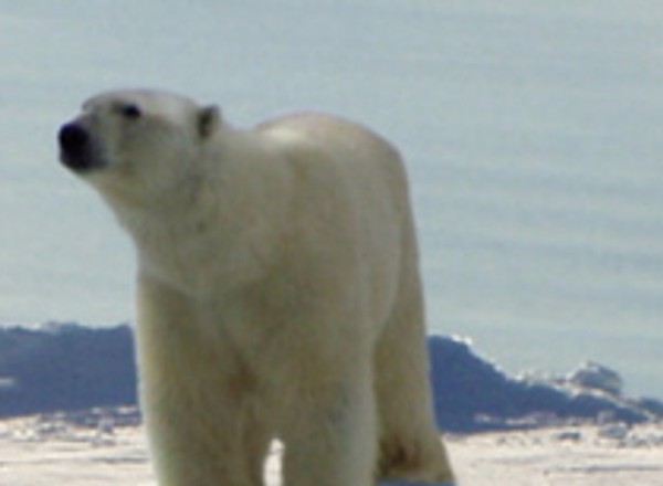 Continental pracuje na rzecz środowiska