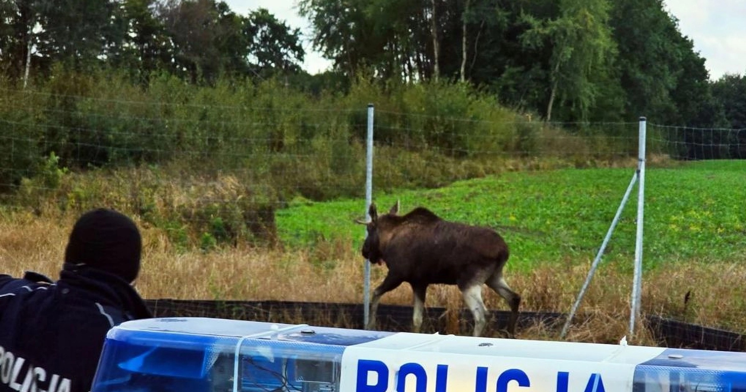 Policja i łoś na S11