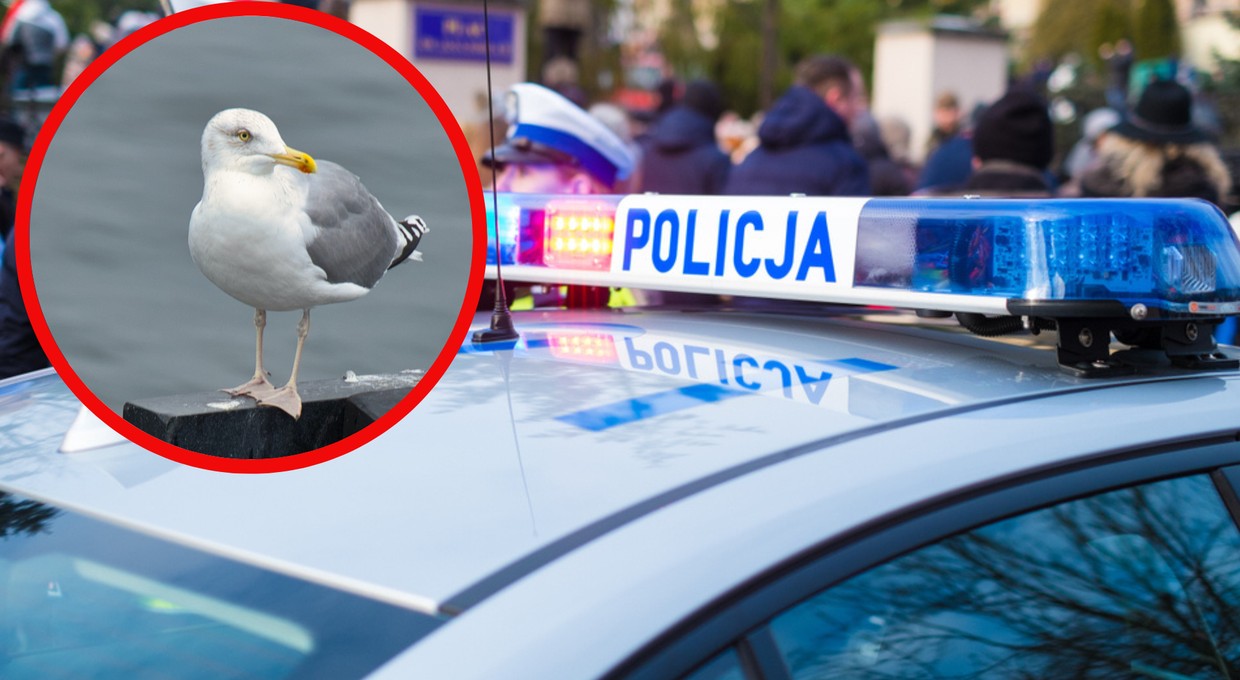 Policja miała łapać piratów drogowych. Nie przewidziała, że pojawią się "Mariany"