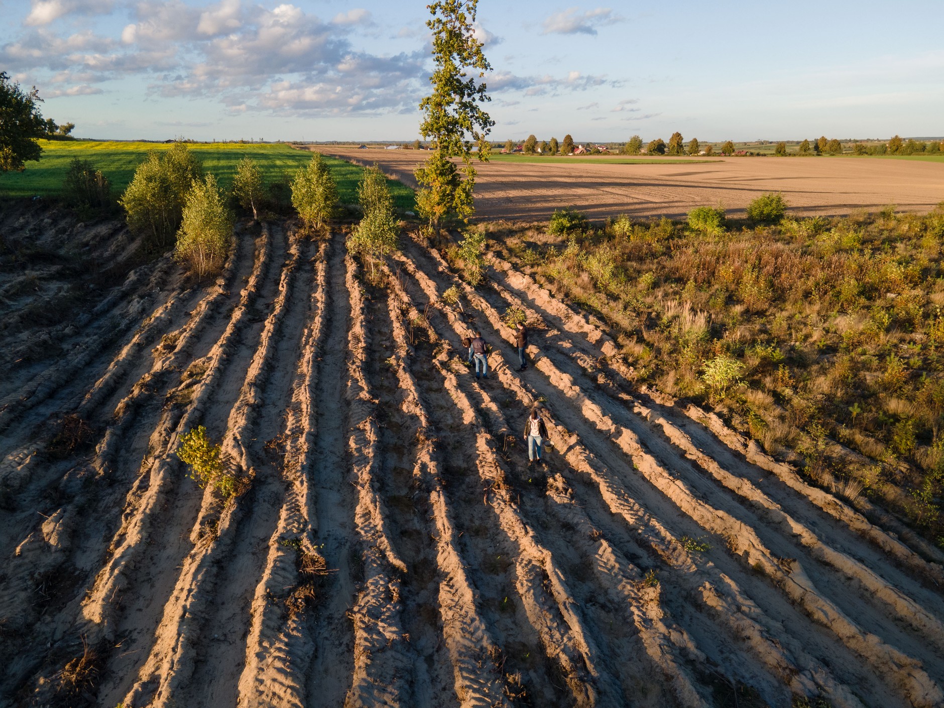 Zasadź drzewa z VW - projekt "Way To Go"