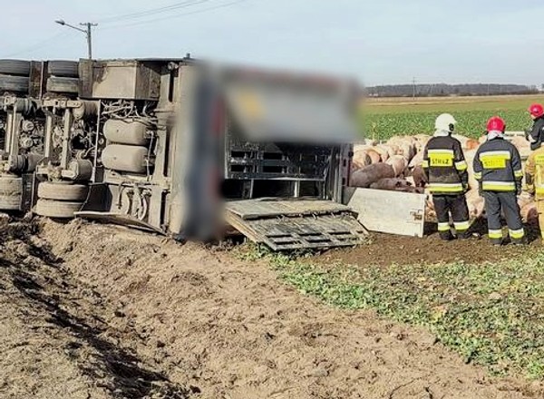 Ciężarówka przewróciła się na bok. Świnie wybiegły na drogę
