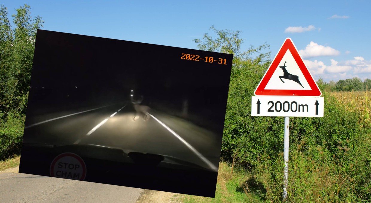 Prawdziwy "test łosia" na drodze. Kierowca wykazał się refleksem [WIDEO]