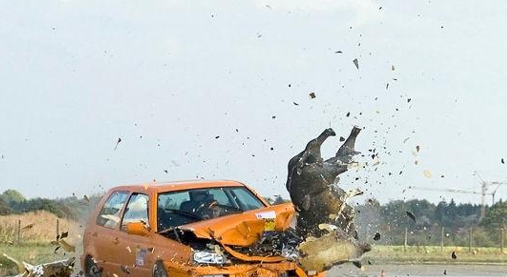 Dziki crashtest